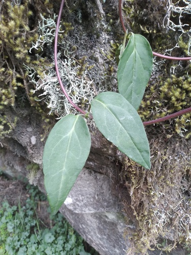 Valeriana clematitis, photograph 3