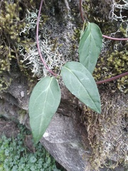 Valeriana clematitis, photograph author not stated, no rights reserved