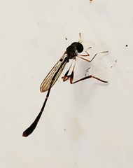 Leptogastrinae