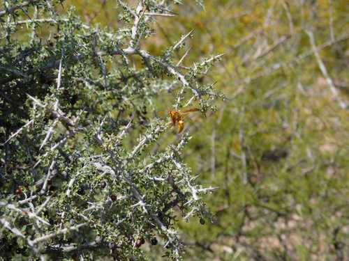 Yellow Paper Wasp