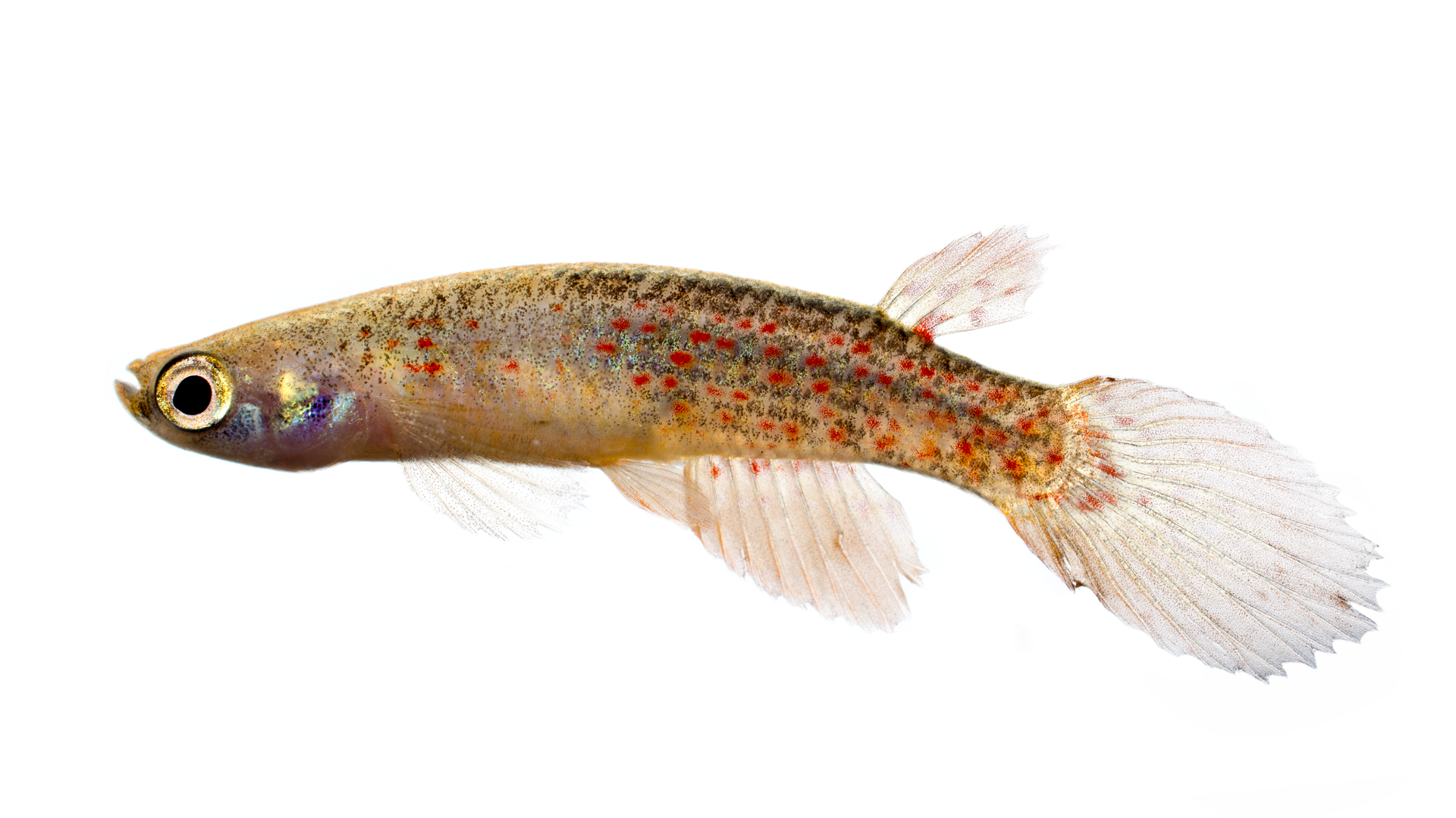 Anablepsoides collieri