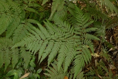 Parapolystichum acuminatum