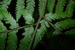 Parapolystichum acuminatum