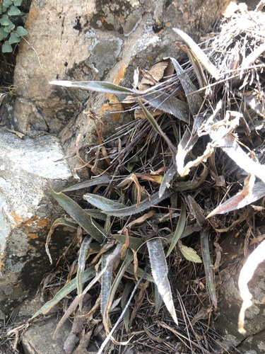 Cyanotis lapidosa (Cyanotis lapidosa)