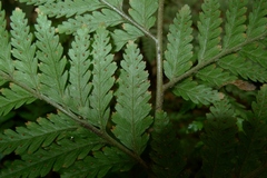 Parapolystichum acuminatum