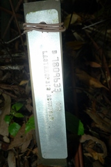 Parapolystichum acuminatum