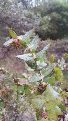 Arctostaphylos pajaroensis