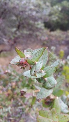 Arctostaphylos pajaroensis