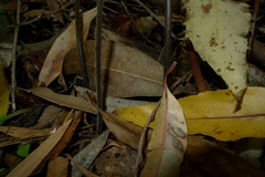 Parapolystichum acuminatum