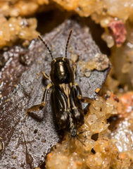 Tridactylidae