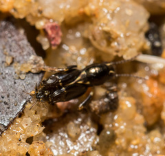 Tridactylidae
