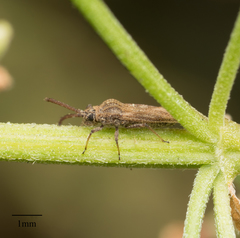 Teleonemia scrupulosa