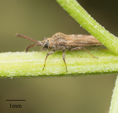 Teleonemia scrupulosa