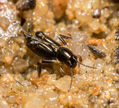 Tridactylidae