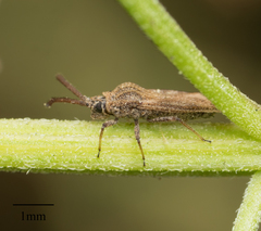 Teleonemia scrupulosa