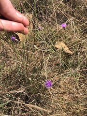Crystallopollen angustifolium