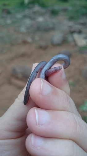 Zygaspis arenicola