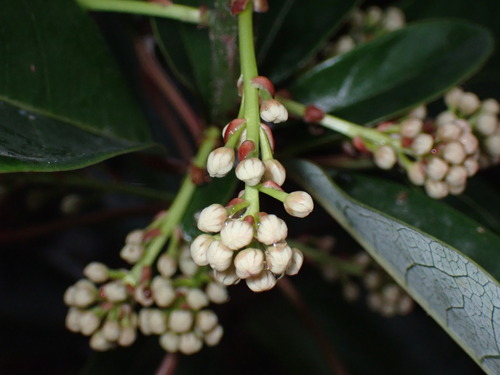 Image of Daphniphyllum calycinum by (c) W Rao, some rights reserved (CC BY)