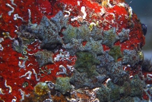 Dwarf Cushion Star, Moonta Bay SA 5558, Australia, photo 7 of 10