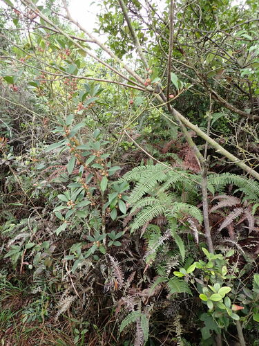 Image of Ficus variolosa by (c) W Rao, some rights reserved (CC BY)