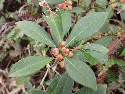 Image of Ficus variolosa by (c) W Rao, some rights reserved (CC BY)