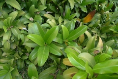 Corynocarpus