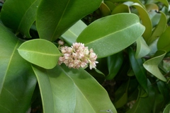 Corynocarpus