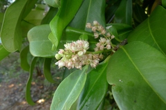 Corynocarpus