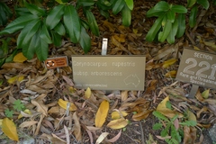 Corynocarpus