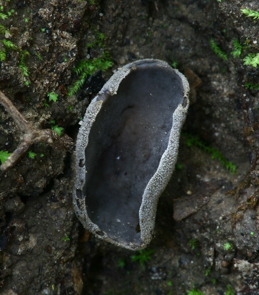 Helvella fibrosa