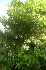 Corynocarpus