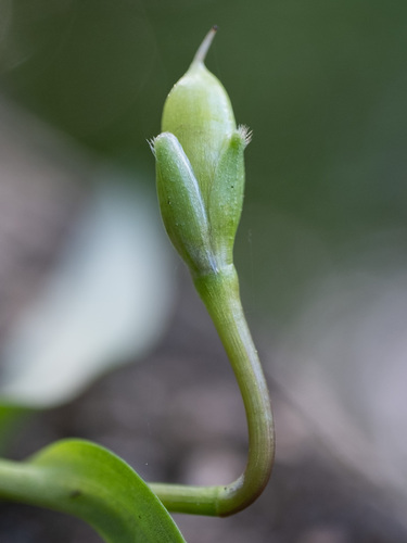 Wartremoving herb (Murdannia keisak)