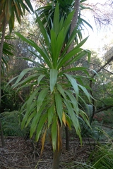 Cordyline obtecta