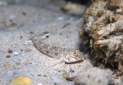 Favonigobius lateralis