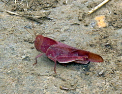 Humbe tenuicornis