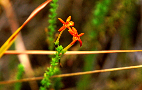 Jamesbrittenia huillana image