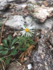 Erigeron oreophilus