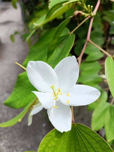 Image of Bauhinia acuminata by (c) Malaika Mathew Chawla, some rights reserved (CC BY)