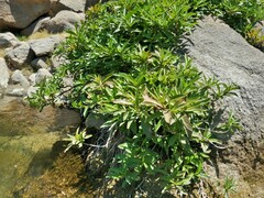 Water lettuce (Augusta rivalis)