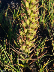 Disa