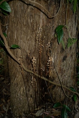 Gastrodia procera