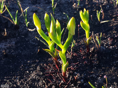 Disa tenuifolia
