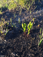 Disa tenuifolia