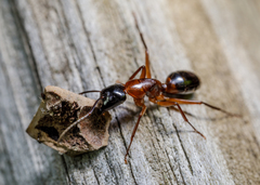 Camponotus texanus