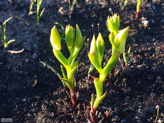 Disa tenuifolia
