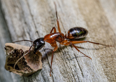 Camponotus texanus