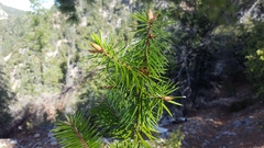 Abies bracteata