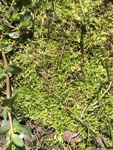 Winged water-starwort (Callitriche marginata)