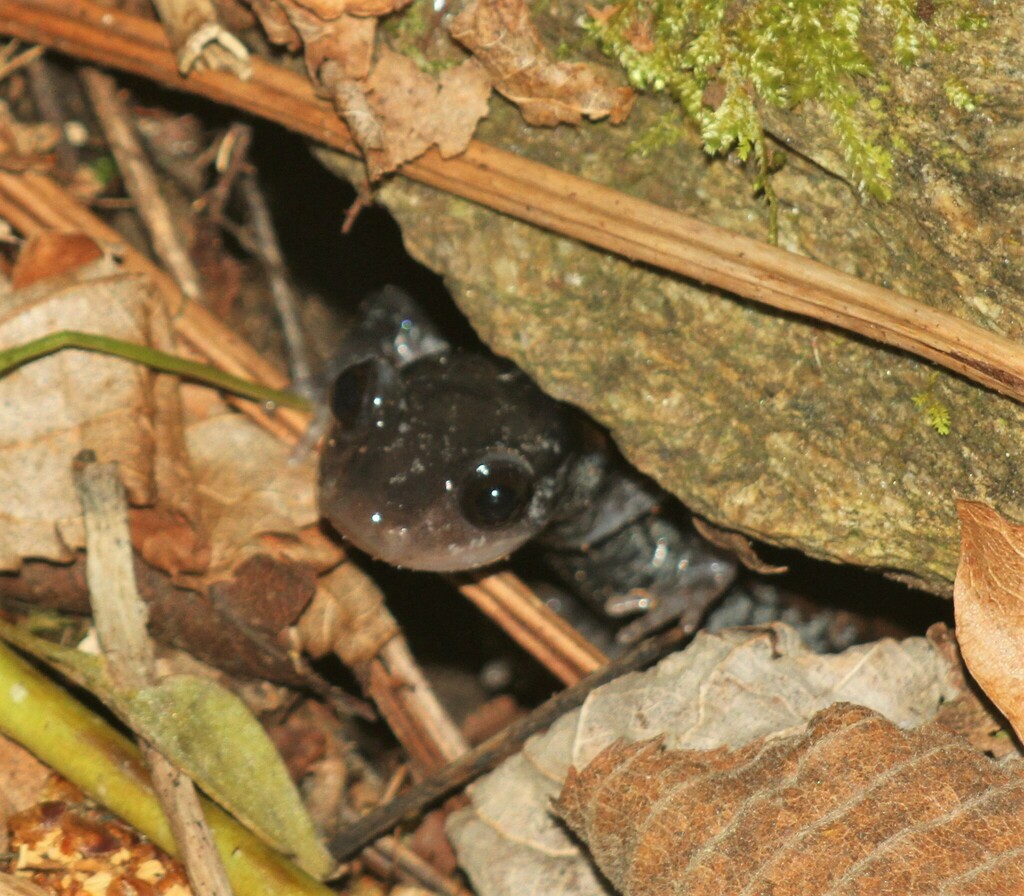 Yonahlossee Salamander from Watauga County, NC, USA on April 29, 2023 ...