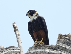 Falco rufigularis image